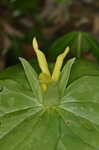 Yellow trillium